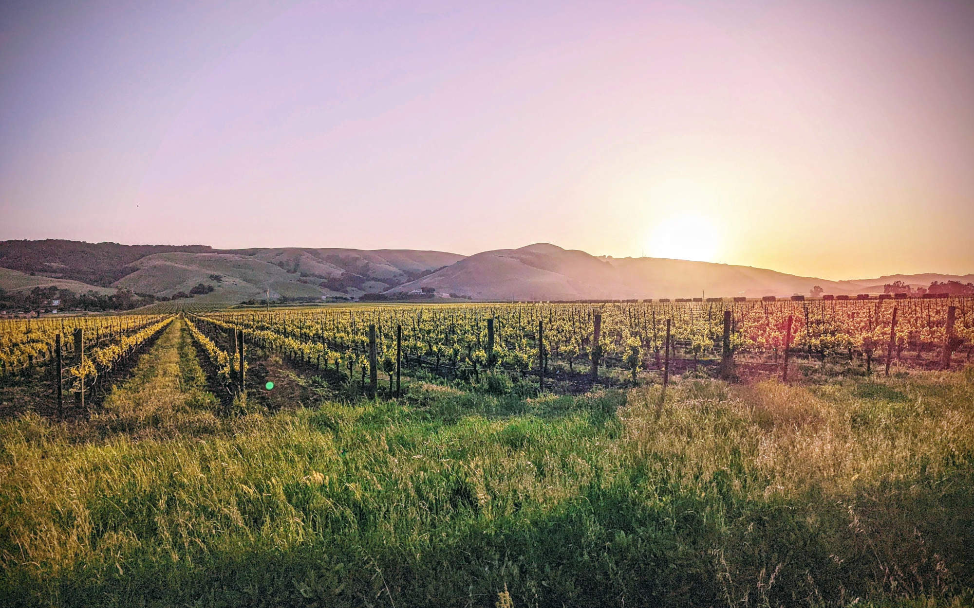 Napa Valley and Surrounding Wine Region